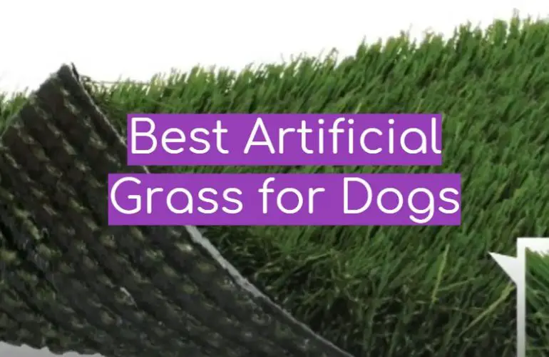 5 Best Artificial Grass for Dogs