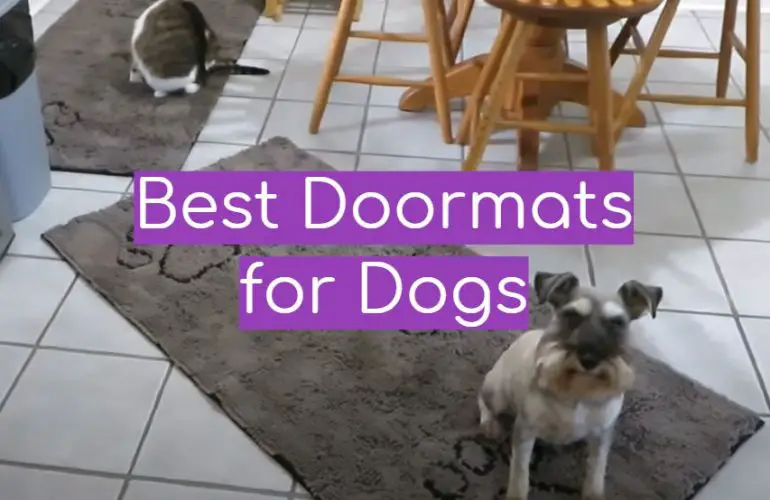 5 Best Doormats for Dogs