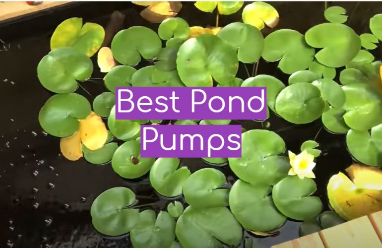 5 Best Pond Pumps