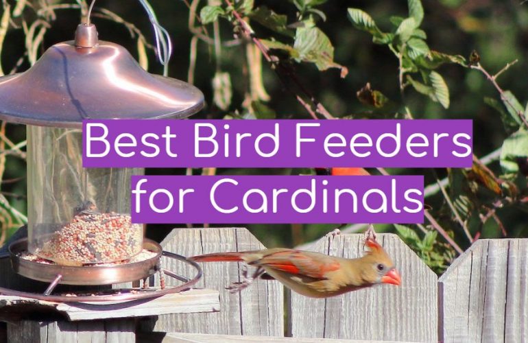 5 Best Bird Feeders for Cardinals