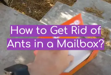 How to Get Rid of Ants in a Mailbox?