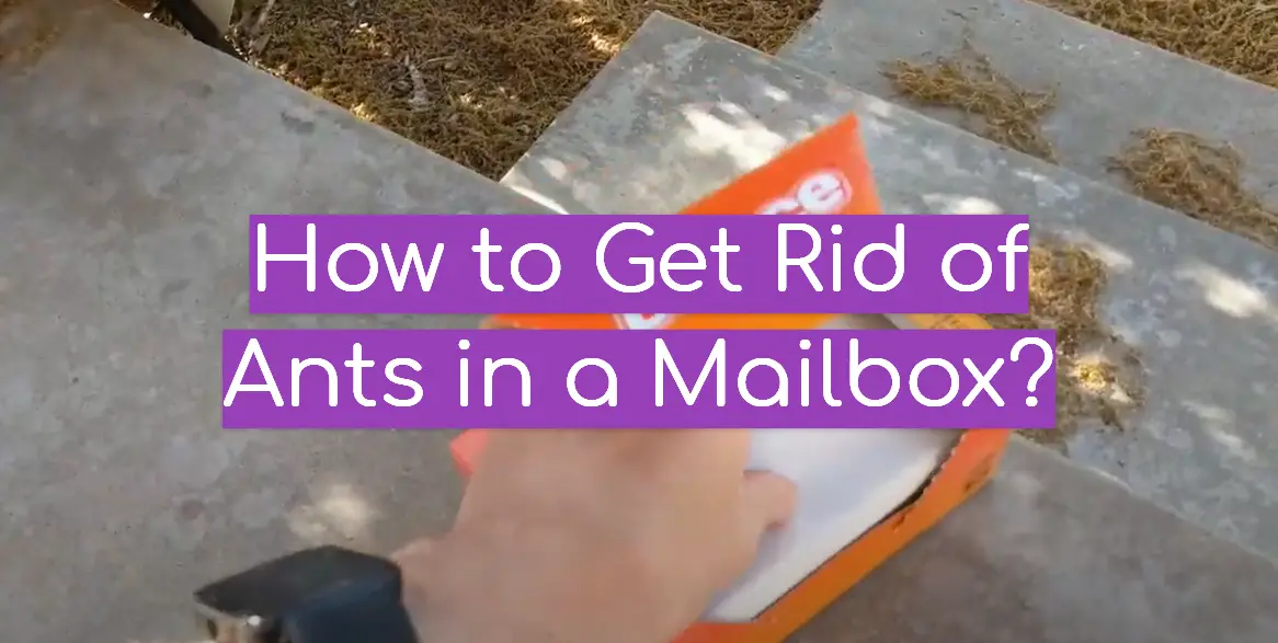 How to Get Rid of Ants in a Mailbox?