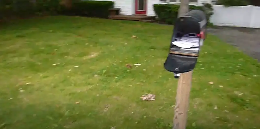 How to Keep Wasps Out of a Mailbox