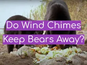 Do Wind Chimes Keep Bears Away?