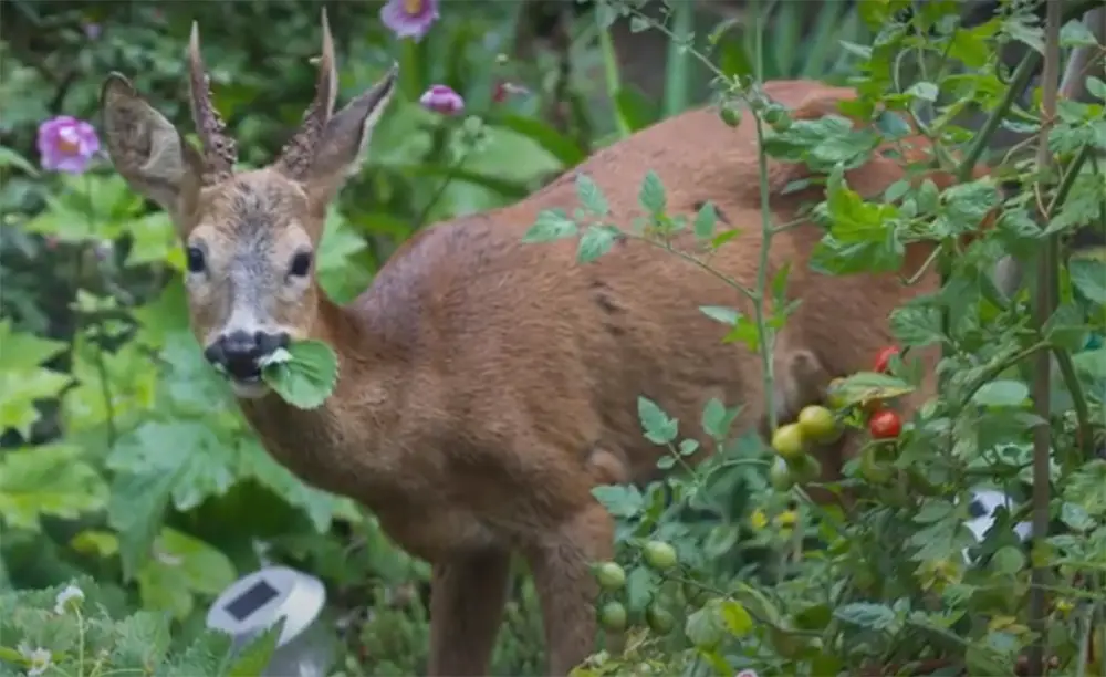 Why Would A Deer Be Afraid Of Wind Chimes?