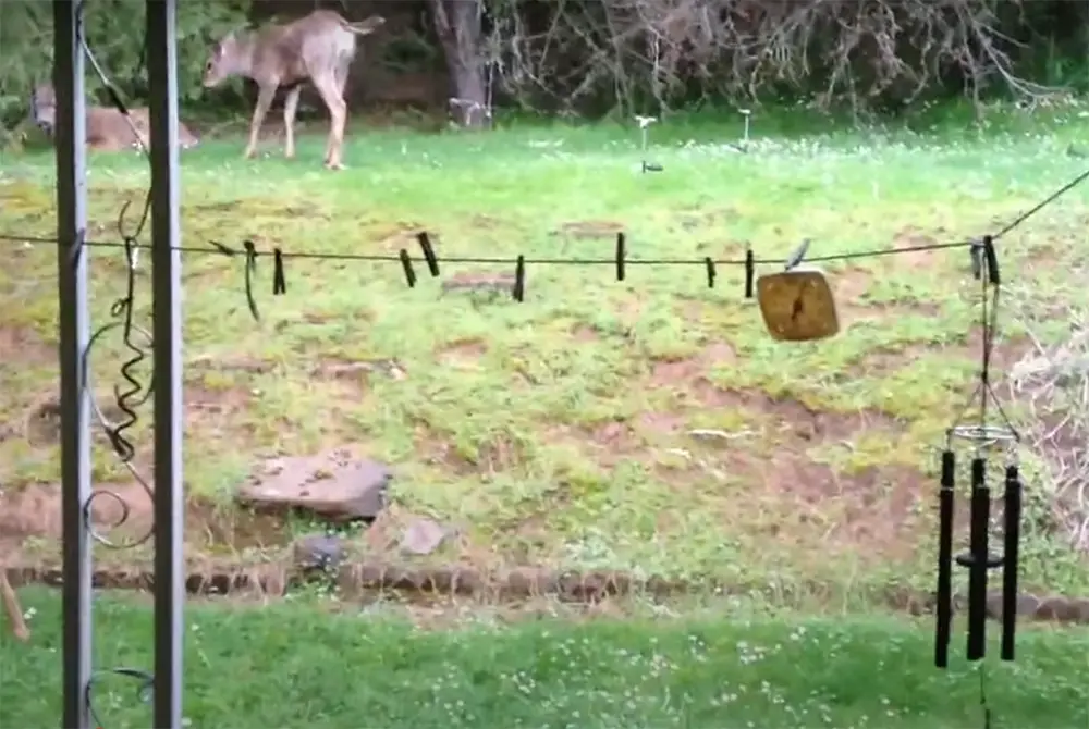 Wind Chimes To Deter Deer