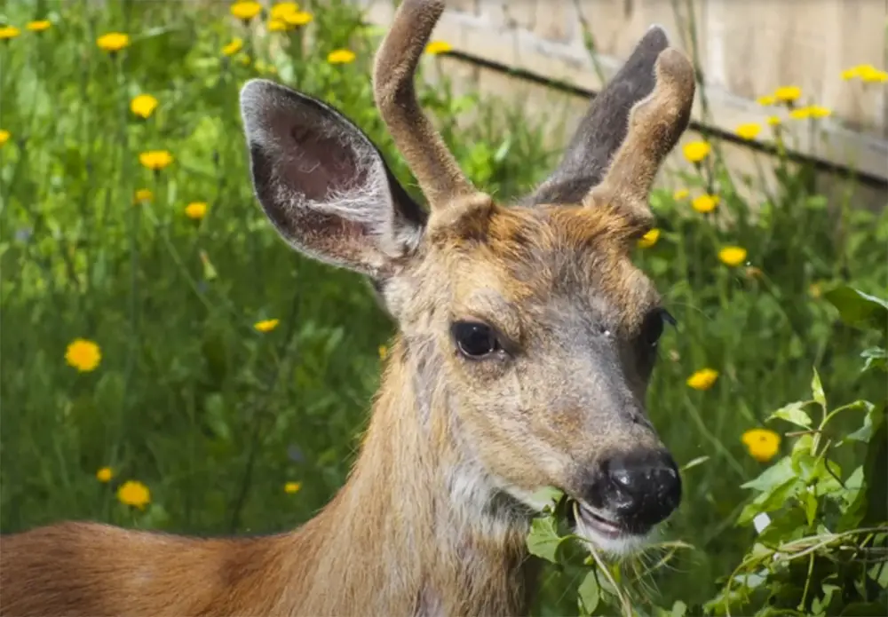 How to Keep Deer Out of Your Garden