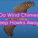 Do Wind Chimes Keep Hawks Away?