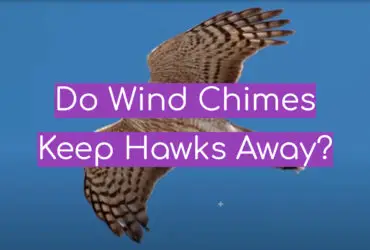 Do Wind Chimes Keep Hawks Away?