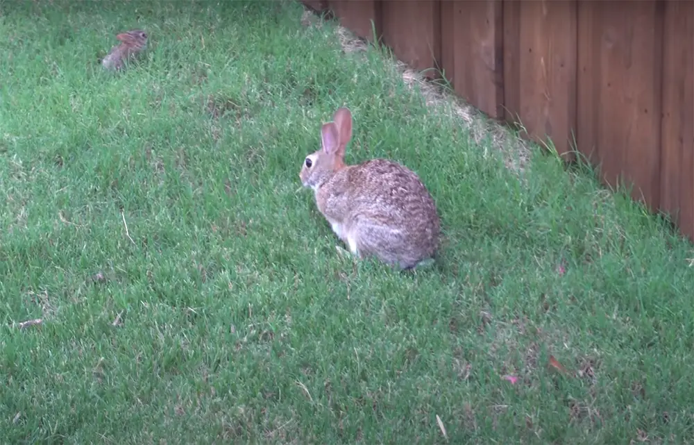 Why Are Rabbits In My Yard In The First Place?