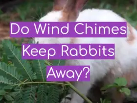 Do Wind Chimes Keep Rabbits Away?