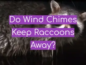 Do Wind Chimes Keep Raccoons Away?