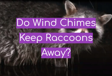 Do Wind Chimes Keep Raccoons Away?