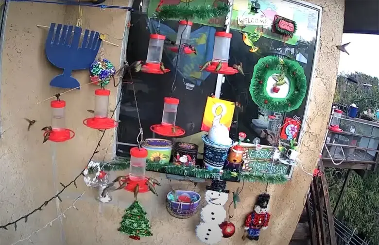 Do Wind Chimes Scare Hummingbirds? WindChimesGuide