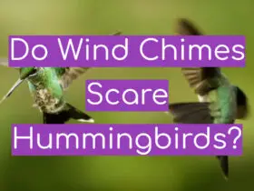 Do Wind Chimes Scare Hummingbirds?