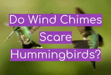 Do Wind Chimes Scare Hummingbirds?