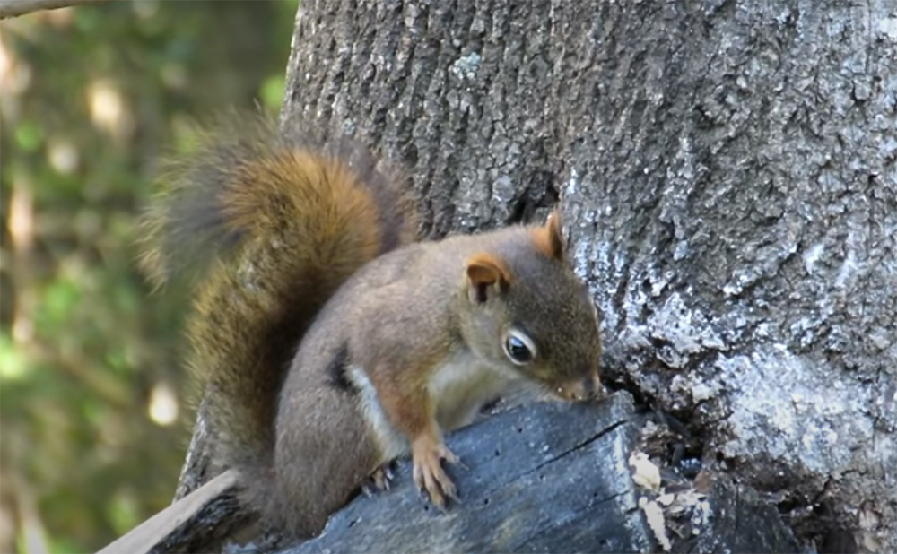What Sounds Do Squirrels Hate?